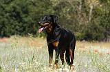 BEAUCERON 772